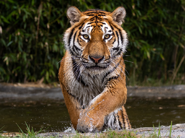 Big Cat Sanctuary Kent -Tiger